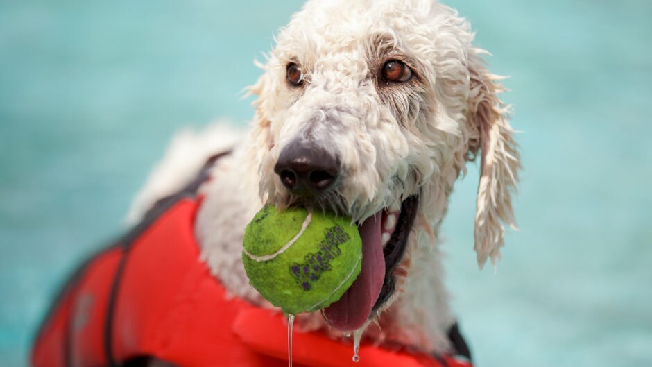 5 Tips for Taking Your Dog to the Beach BeChewy