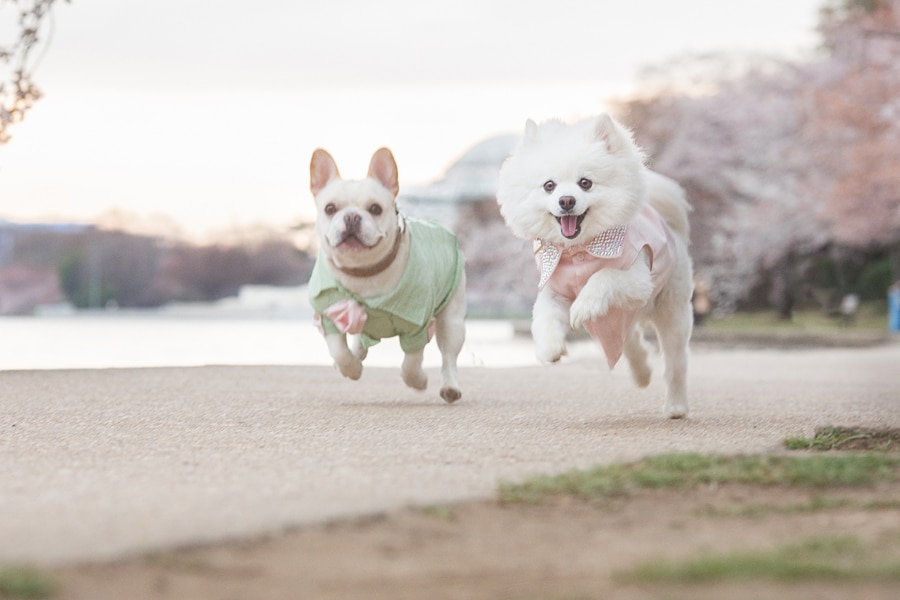 Cherryblossoms17web