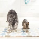 How (and What) to Feed Your Cat During Every Stage of Life