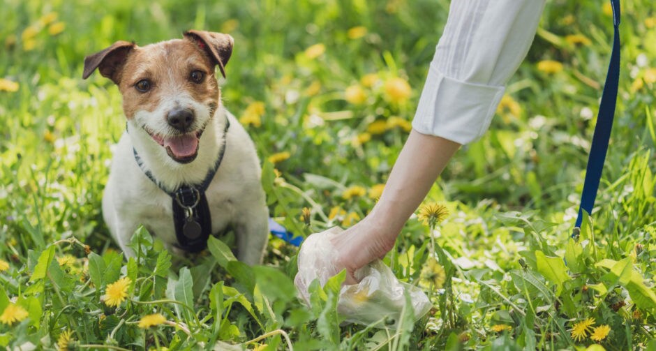 How to Get Your Dog to Poop Outside BeChewy
