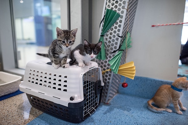 Cat yoga offered at Denver Animal Shelter for summer 2023