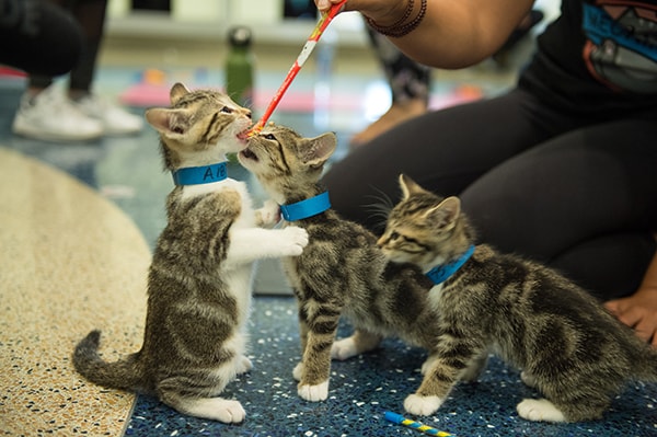 Cat yoga offered at Denver Animal Shelter for summer 2023