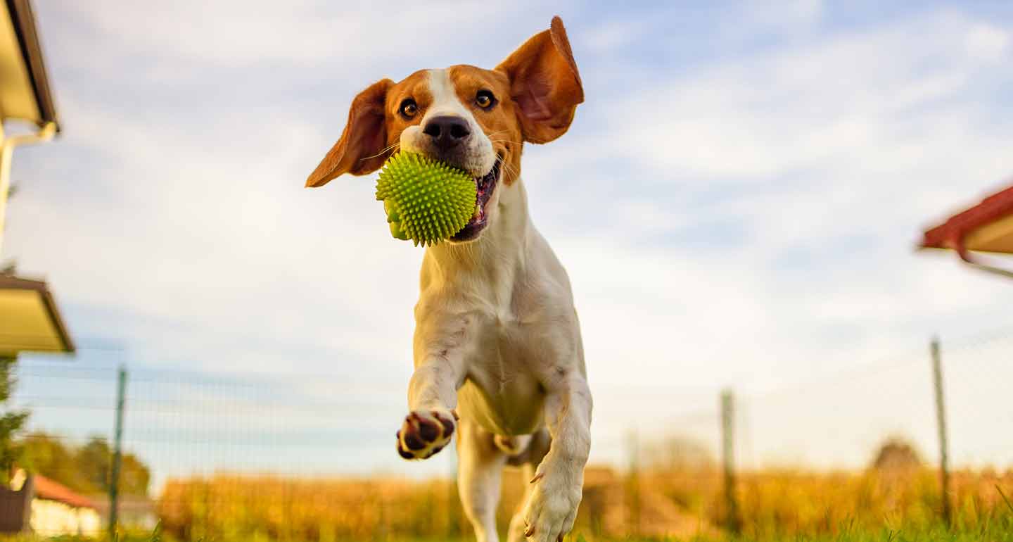 Dog Exercise: 8 Reasons Your Dog Needs Exercise Every Day | BeChewy