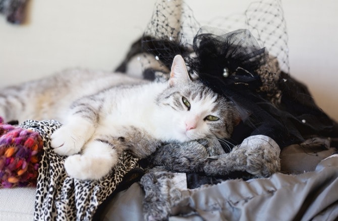 tabby-cat-lying-messy-clothing-picture-id971032638