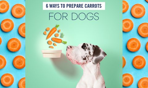 giving carrots to dogs