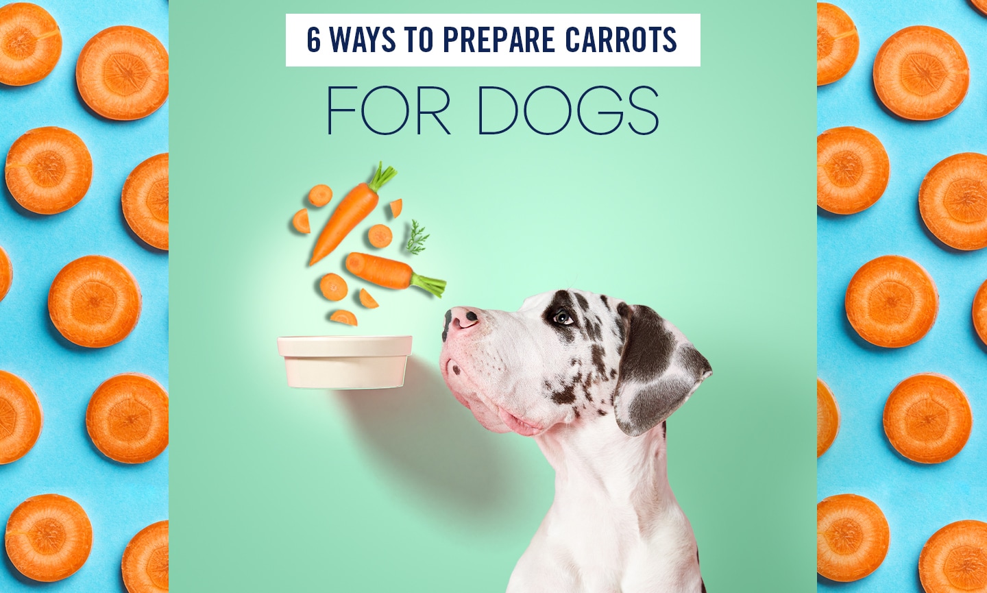Can Dogs Eat Carrots? Yes They Can! | BeChewy