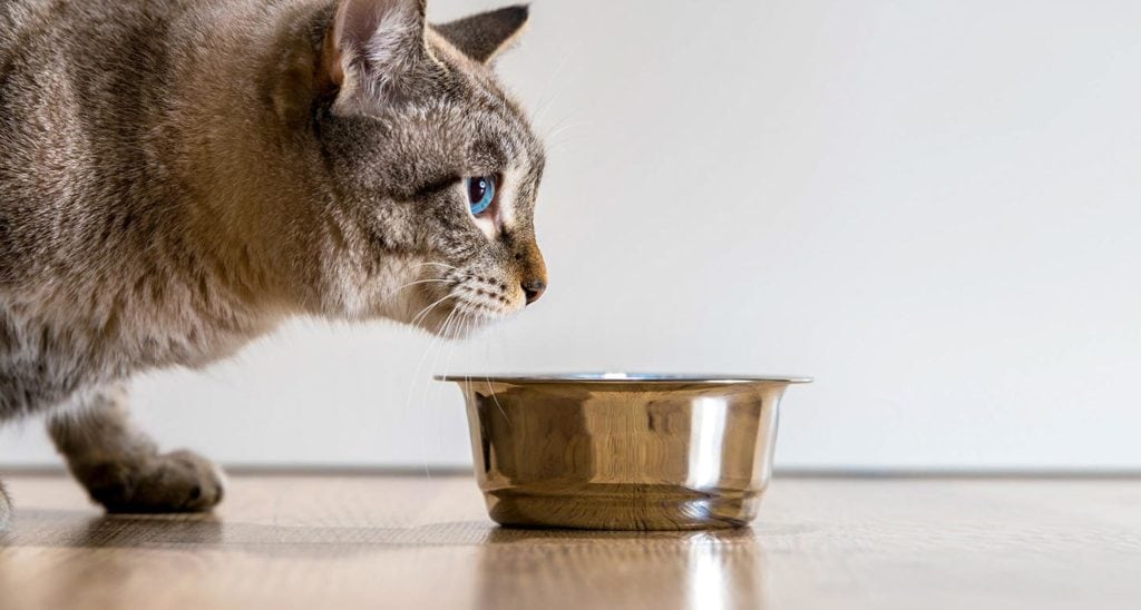 Why Won’t My Cat Eat Her Food?