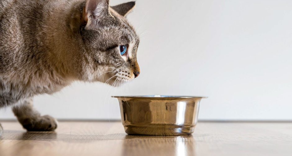 Why Won’t My Cat Eat Her Food? BeChewy