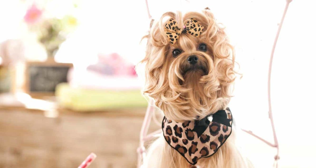 Dog Events: Dog Fashion Shows for Charity | BeChewy