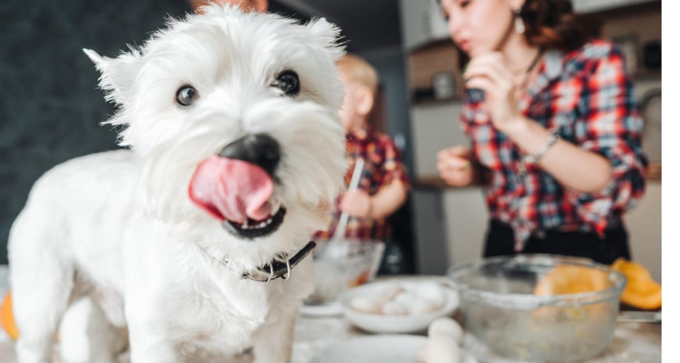 Homemade Dog Treats 101 Tips And Tricks To Try