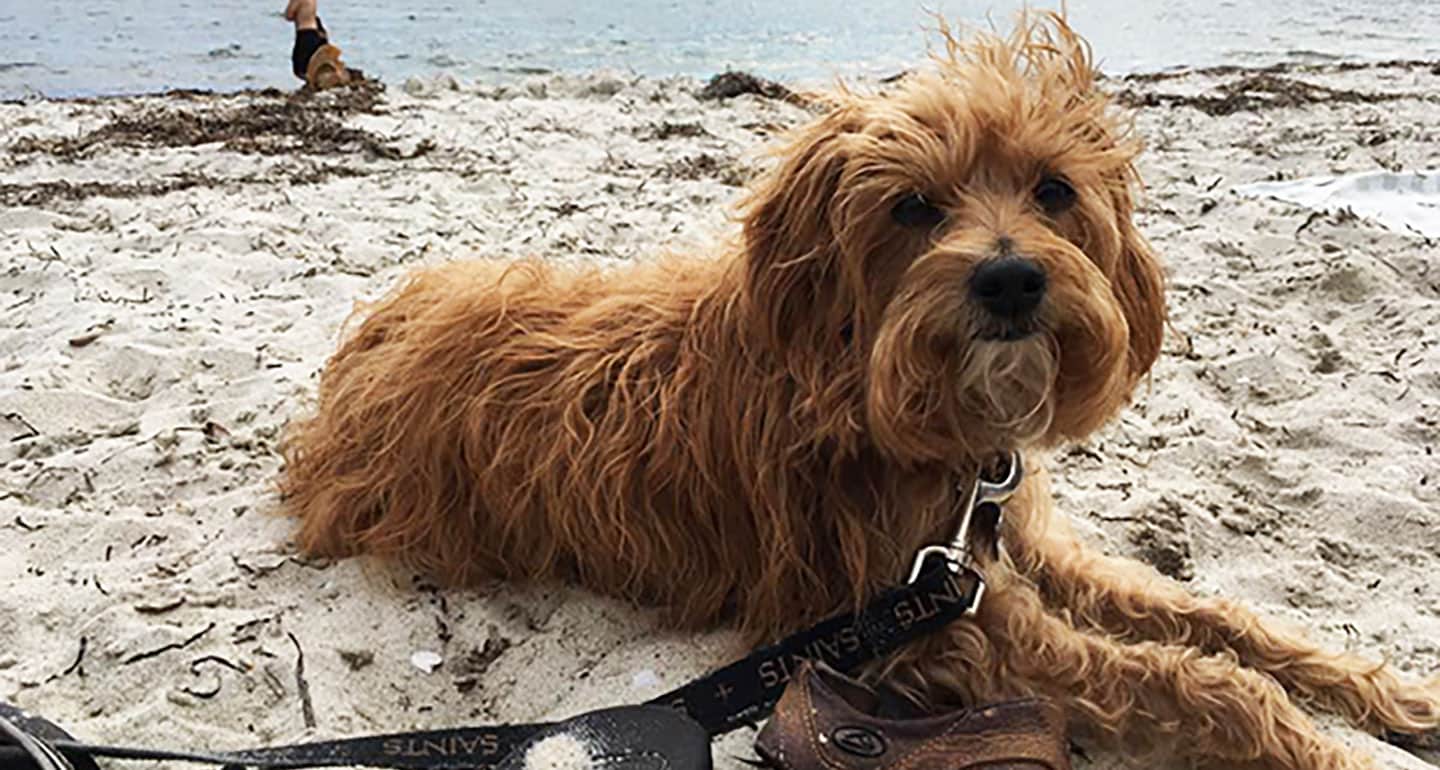 Do Dogs Hold Grudges