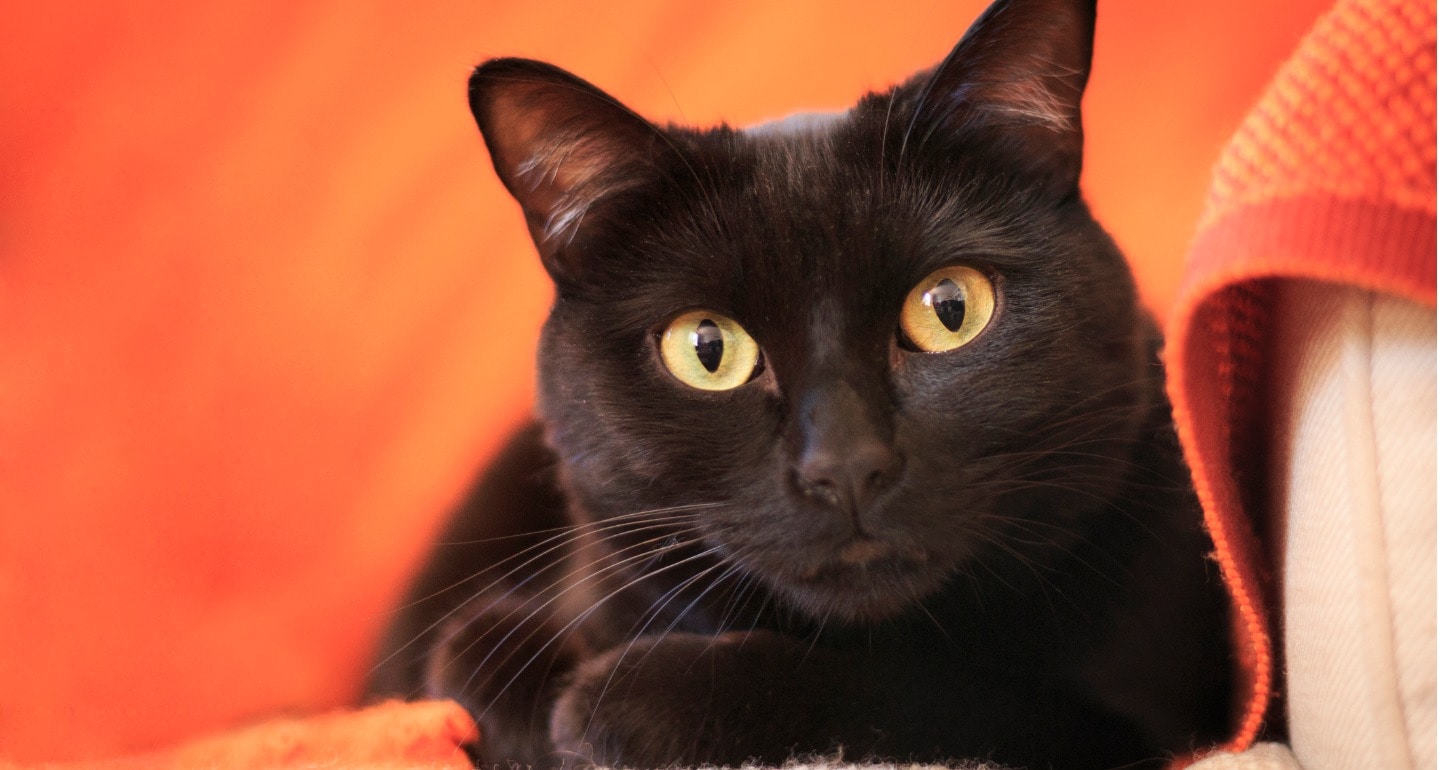 Adopt a Black Cat, Black Cat Holistic Rescue