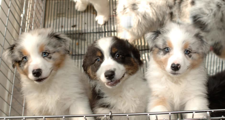 "Should I Buy a Puppy From a Pet Store?" Read This First BeChewy