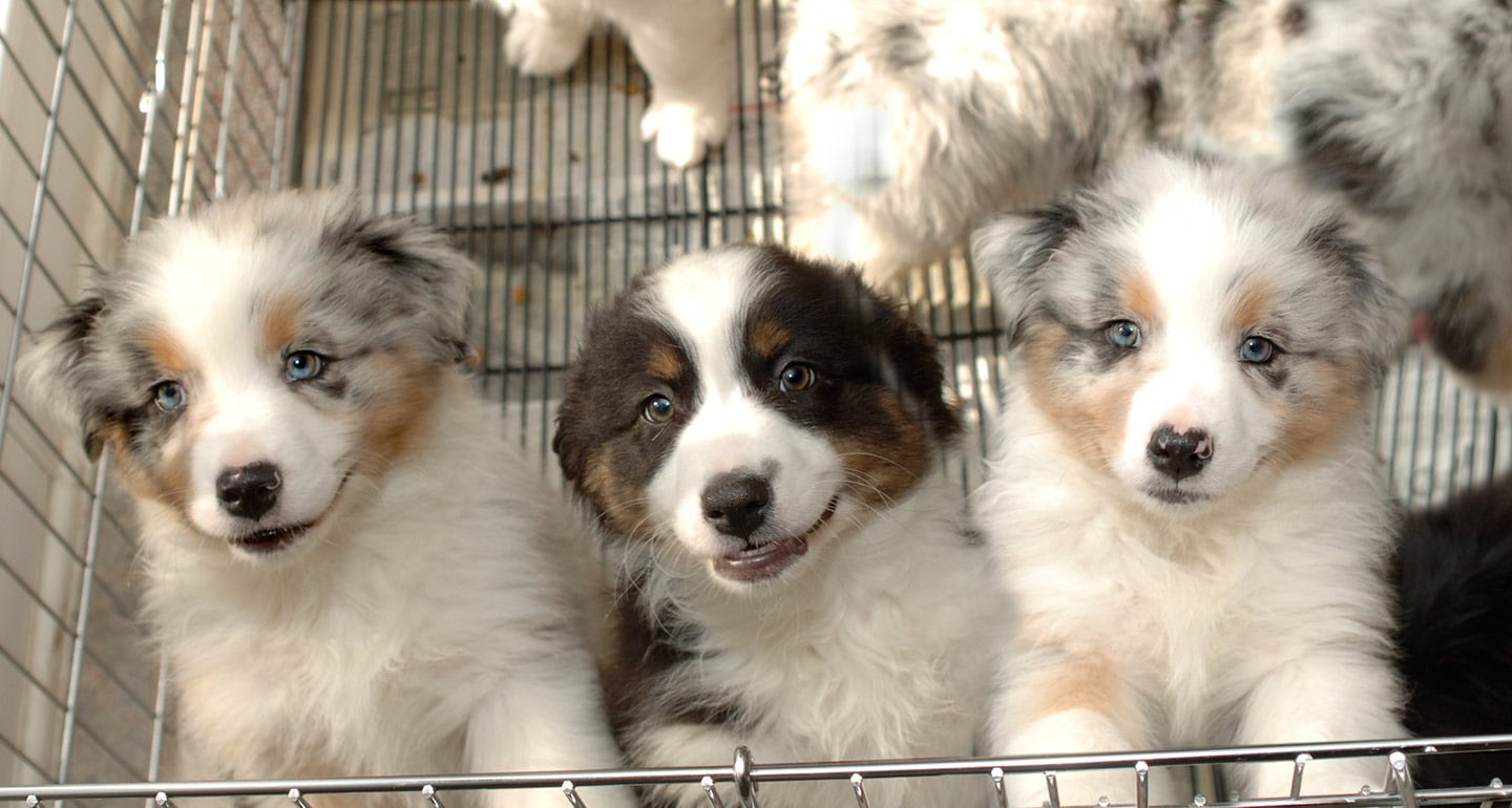 beschaving keuken Plantkunde Should I Buy a Puppy From a Pet Store?" Read This First | BeChewy
