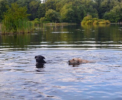 Cat Rock, also known as doggy heaven, has the perfect mix of trails, fields, and of course, ponds for swimming.