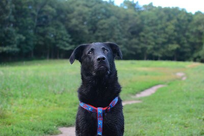 Pausing for a treat before it’s back to zooming around the open fields with his friends at Cat Rock.