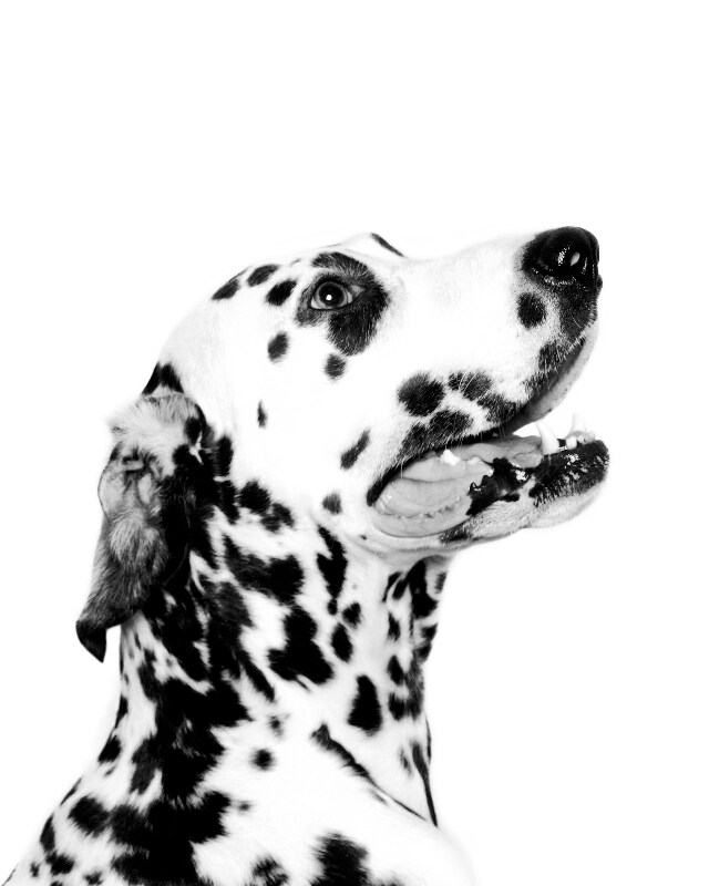 high contrast black and white photography dogs