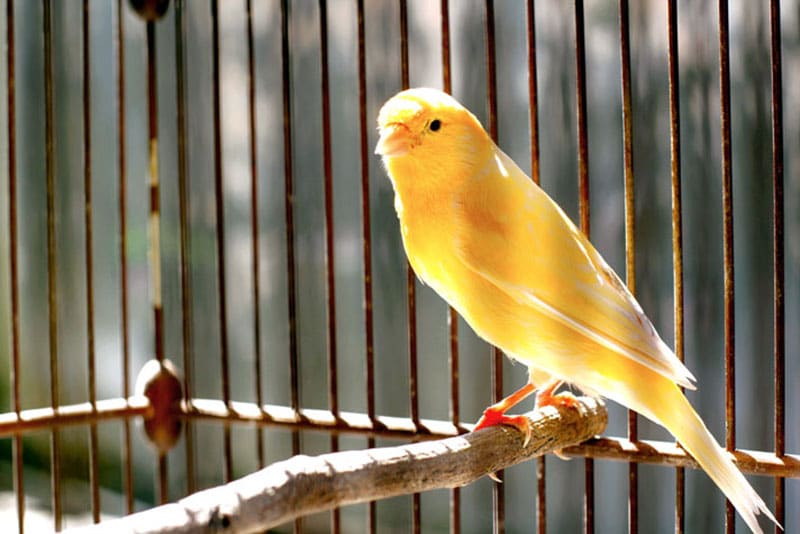 A Canary in a cage.