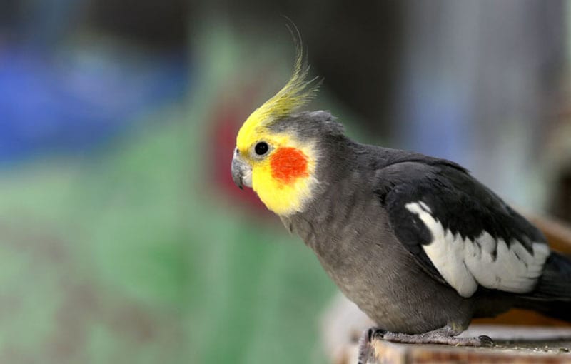 A picture of a cockatiel.