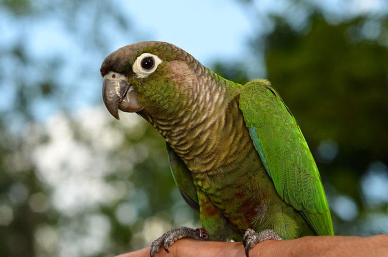 A Green-Cheeked Conure perched on a branch.