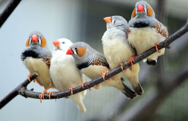 A group of Finches on a branch.