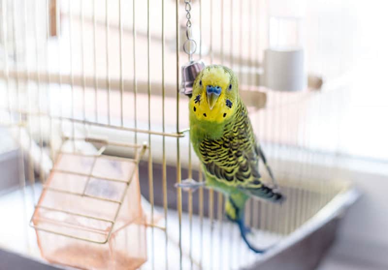 A parakeet in a cage.