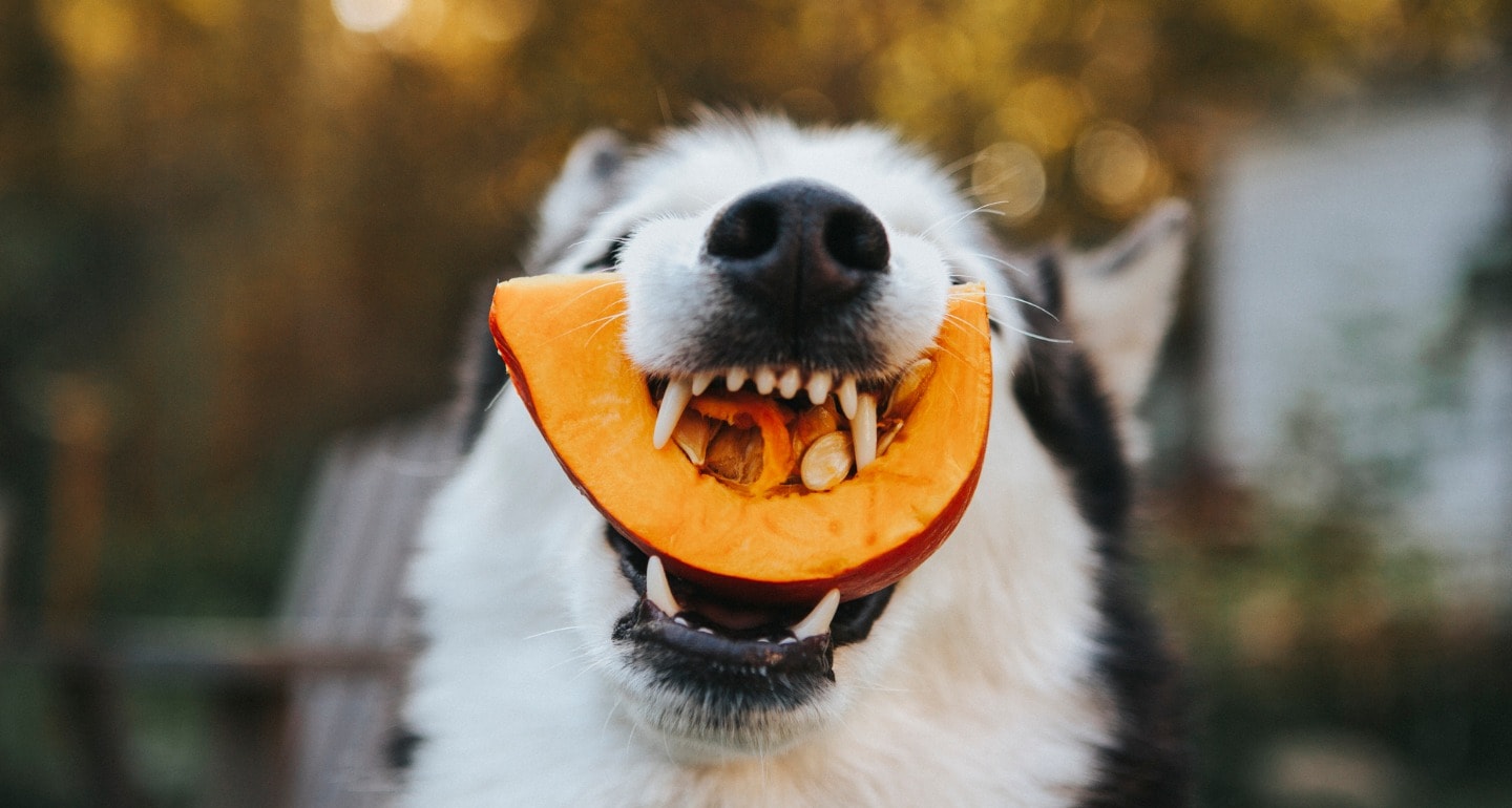 why give a dog pumpkin