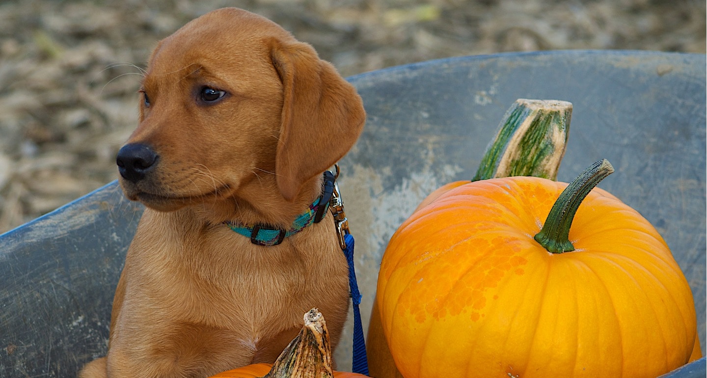 How To Feed Canned Pumpkin To Dogs