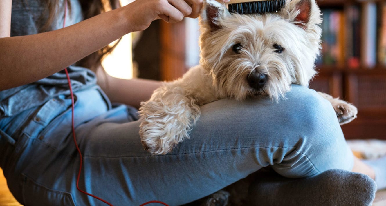 Pet Grooming at Home A Cheat Sheet