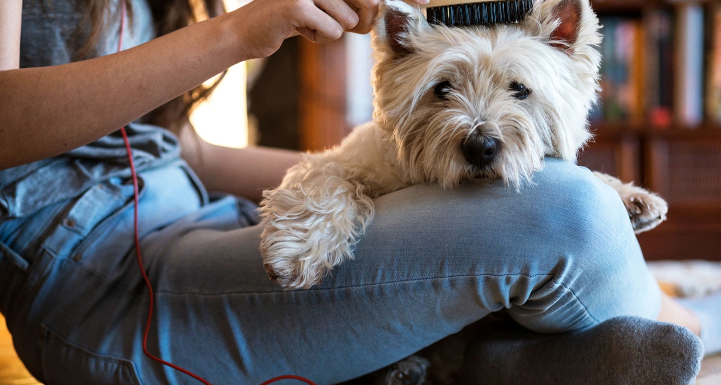 Pet Grooming at Home A Cheat Sheet BeChewy