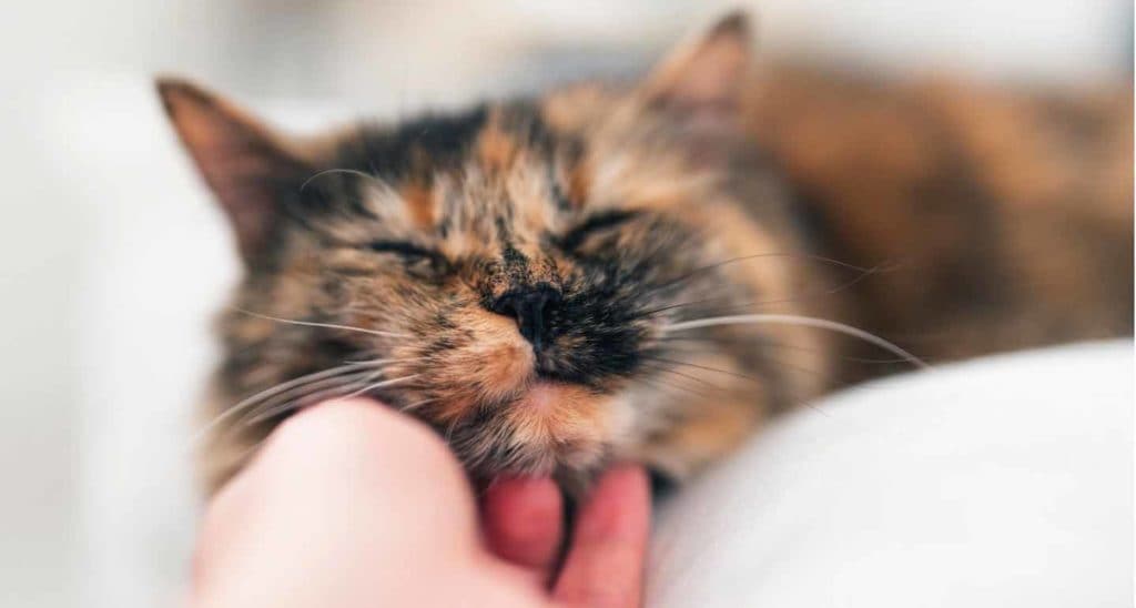 Does a Cat'S Purr Have Healing Powers 