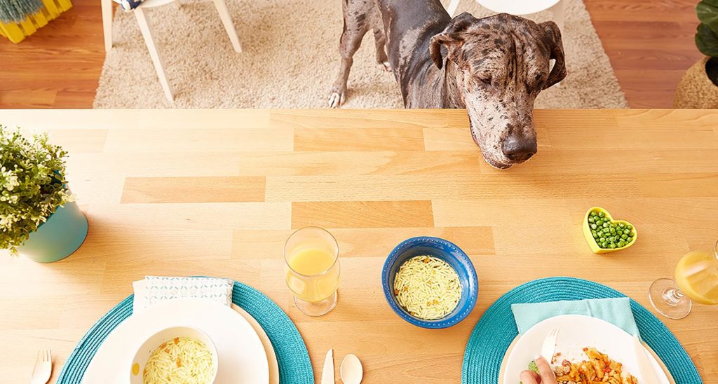 Tips for Giving Dogs Table Food | BeChewy