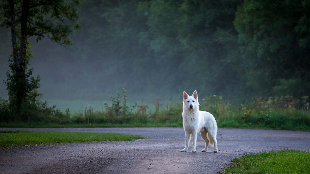 Why do we see ghosts?