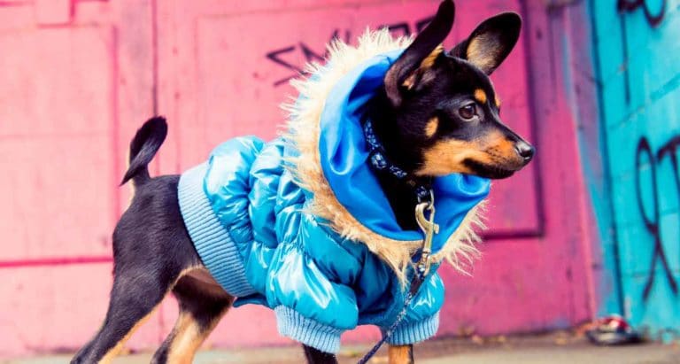 Shades Of Brown Designer Dog Jumper - For Dog Lovers