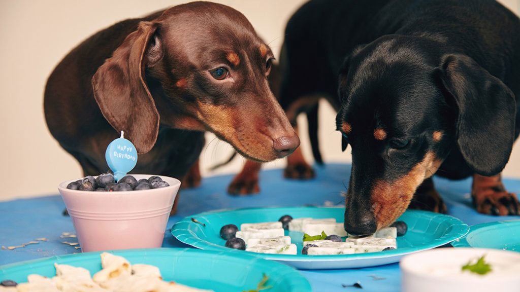 Throw a Pet Party With Inspiration From These Bark-Worthy Bashes