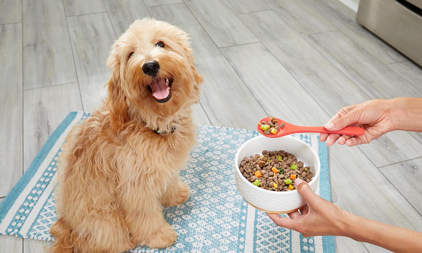 what is the healthiest dog food for senior dogs