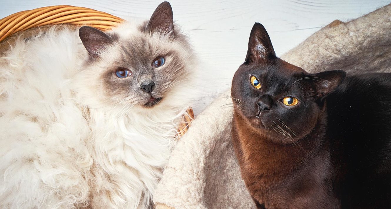 How to Introduce Cats A Guide to a Smooth Transition BeChewy