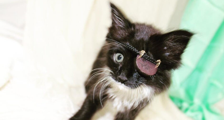 Scar, the Kitten with the Cat Eye Patch, Is Taking Instagram by Storm