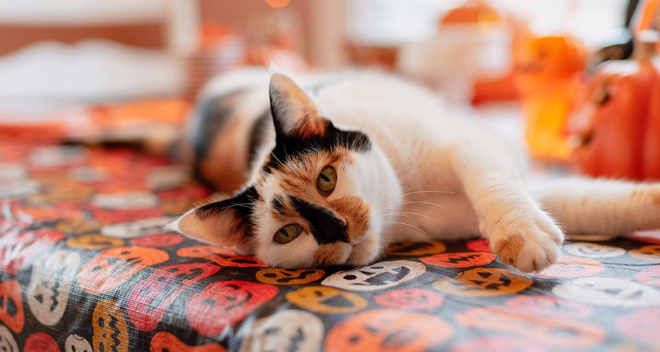 100 Halloween Cat Names Spooky Scary And Witchy Names For Cats Bechewy