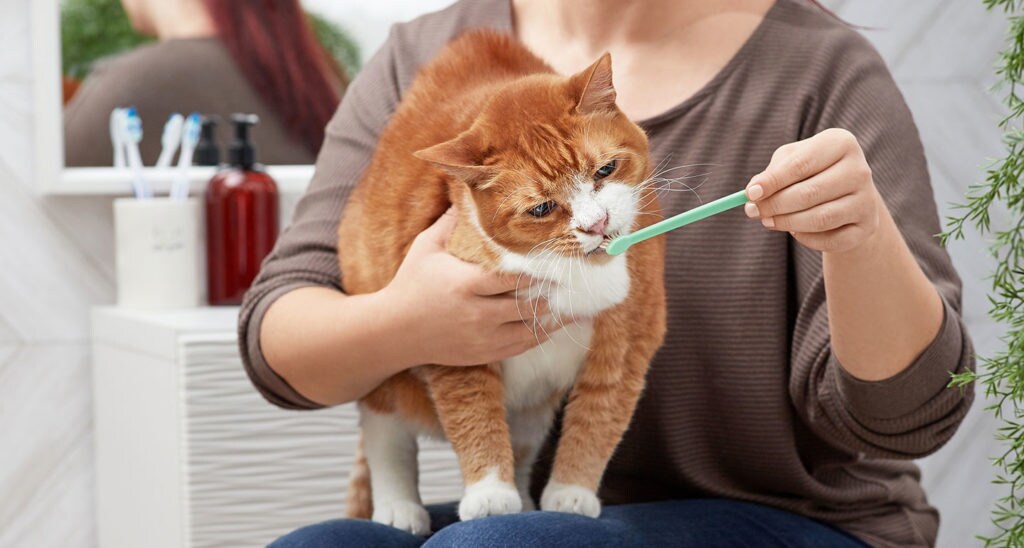 how to brush cats' teeth