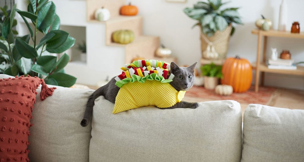 cat halloween costumes ideas that are cute