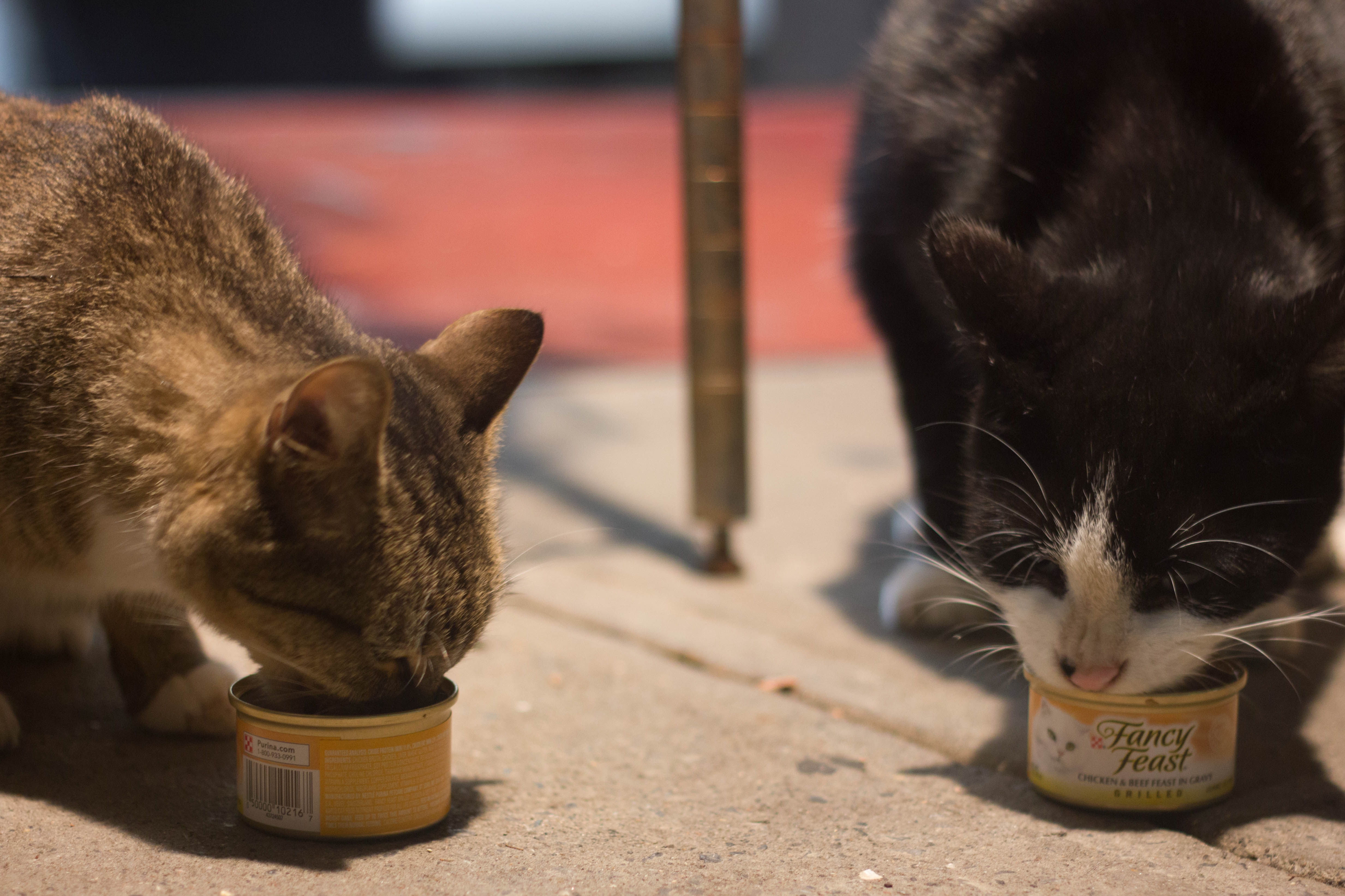 The Life of Bodega Cats | BeChewy