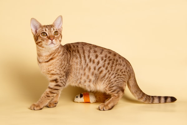 Spotted cat breed Ocicat