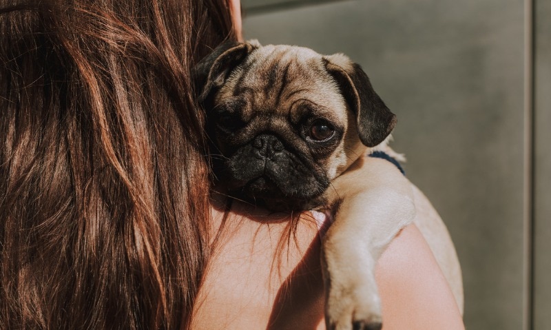 Can Your Dog See Ghosts?