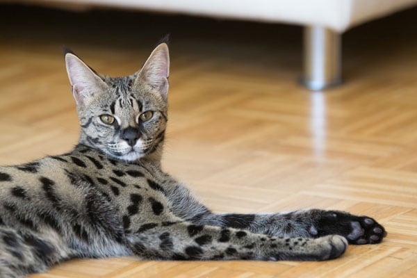 Spotted cat breed Savannah