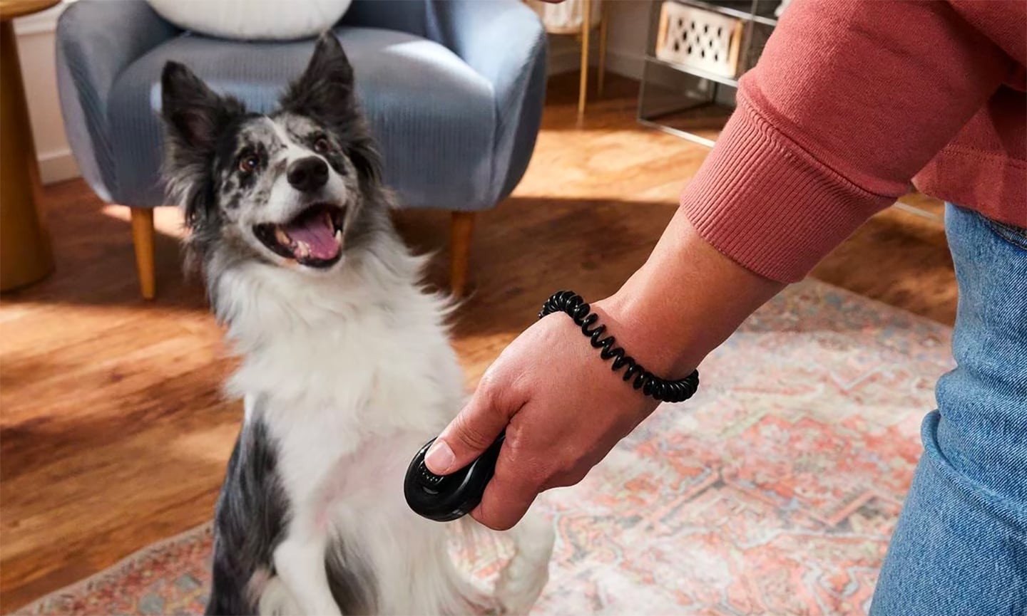 Dog training clicker pets best sale at home