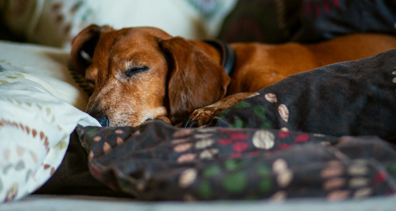 Senior Apartments Near Me That Allow Dogs