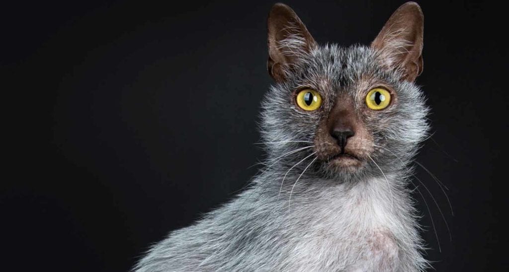 7 Unique-Looking Cat Breeds