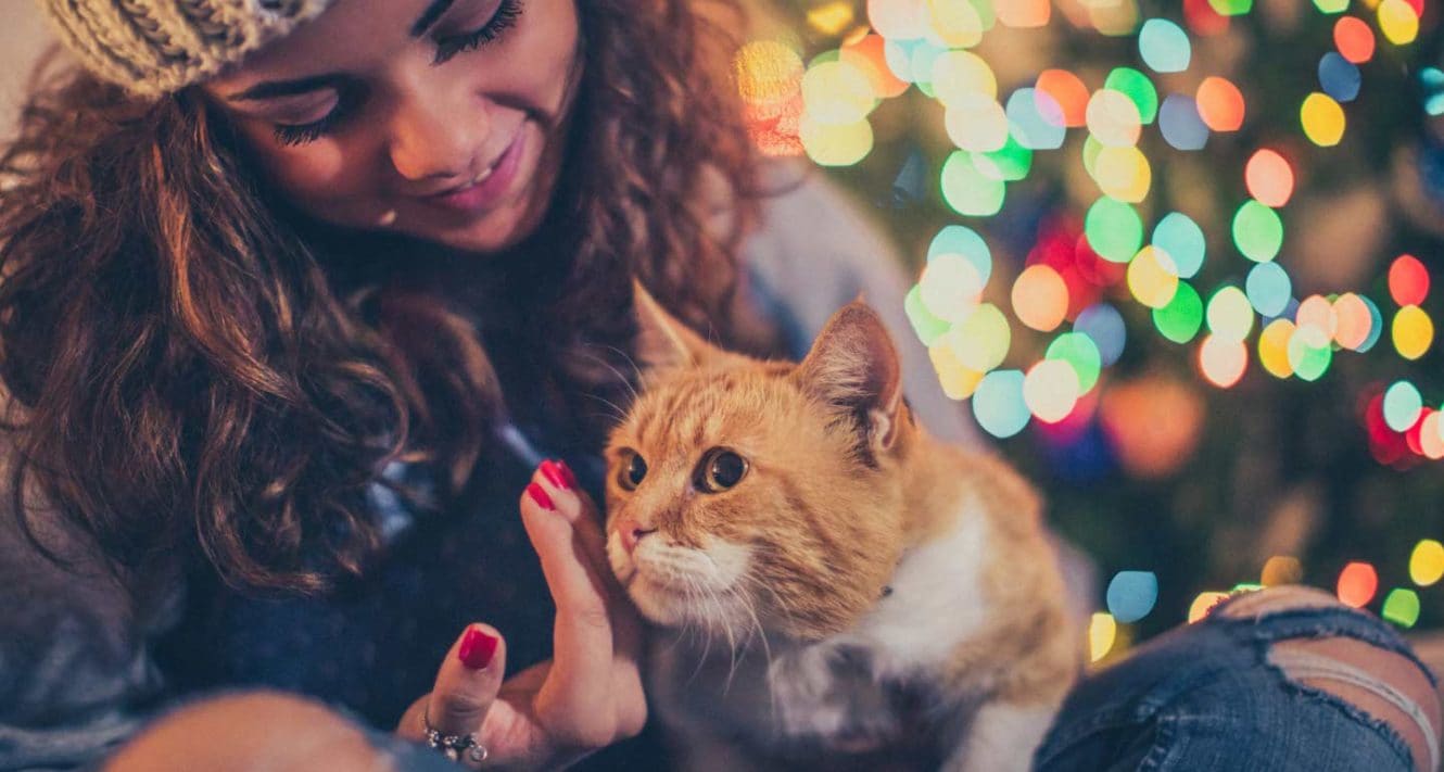 Holiday Safety Tips: How To Cat-Proof Your Christmas Tree | BeChewy