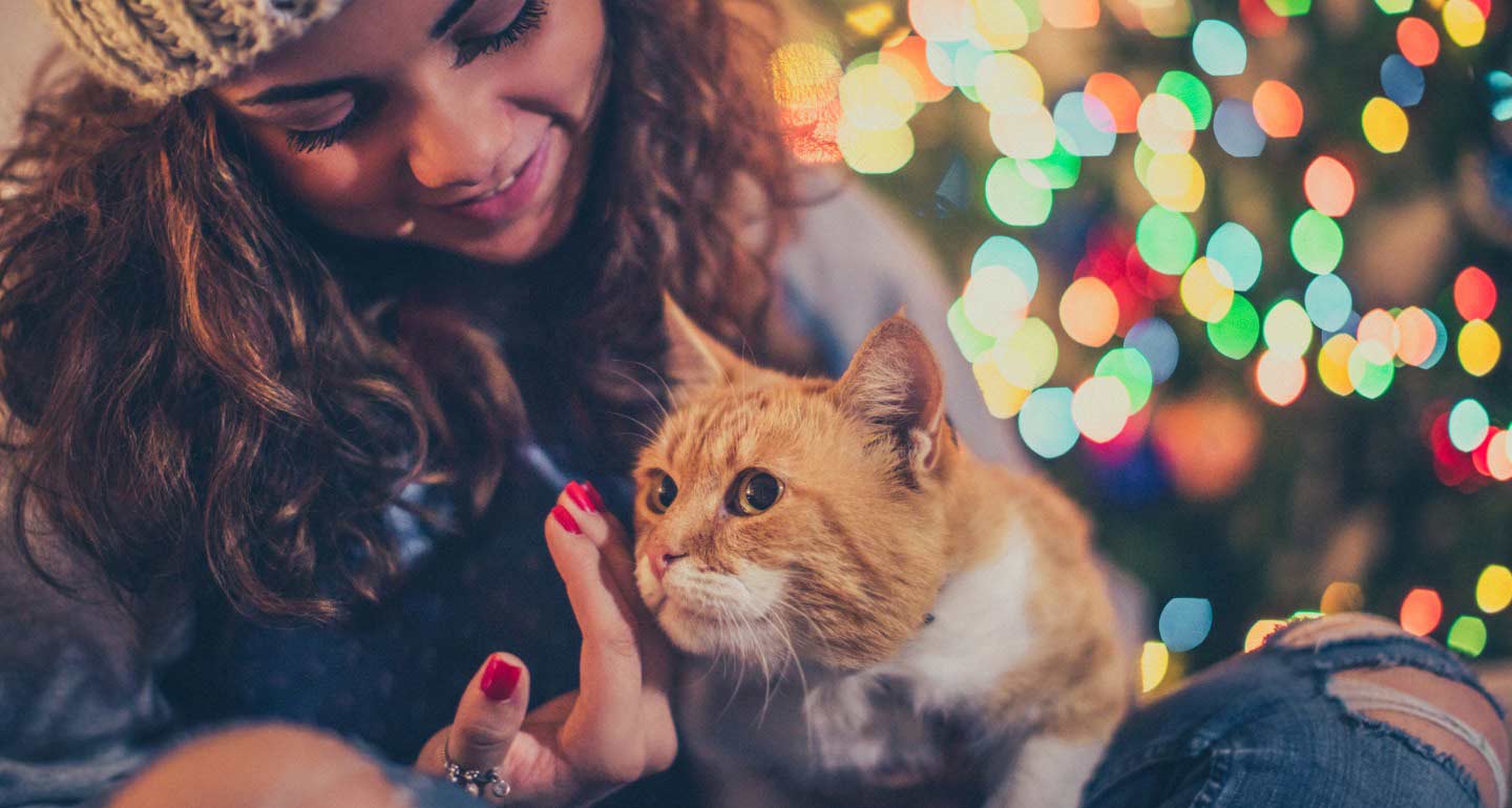 Holiday Safety Tips How To Cat Proof Your Christmas Tree Bechewy
